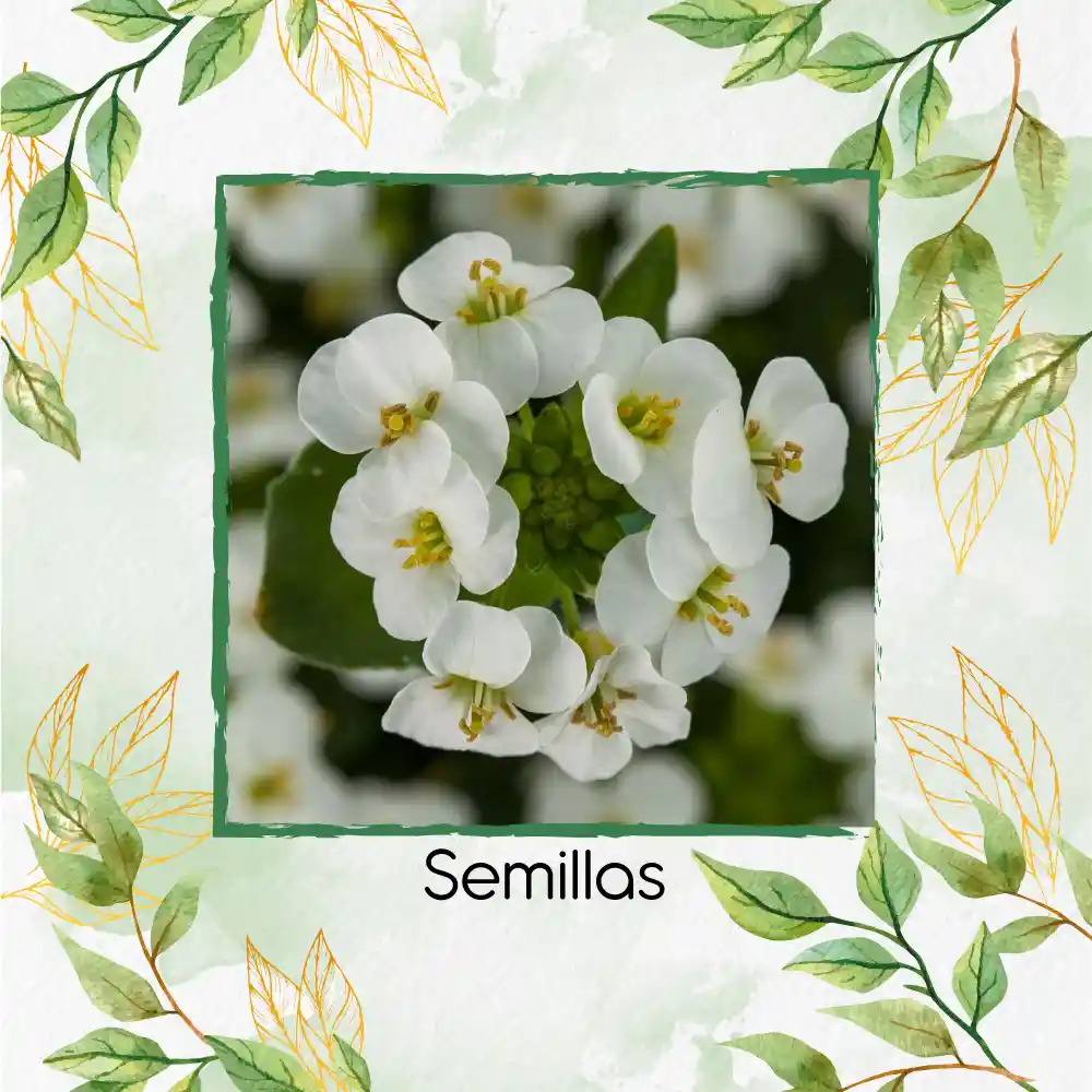 100 Semillas Orgánicas De Flor Arabis