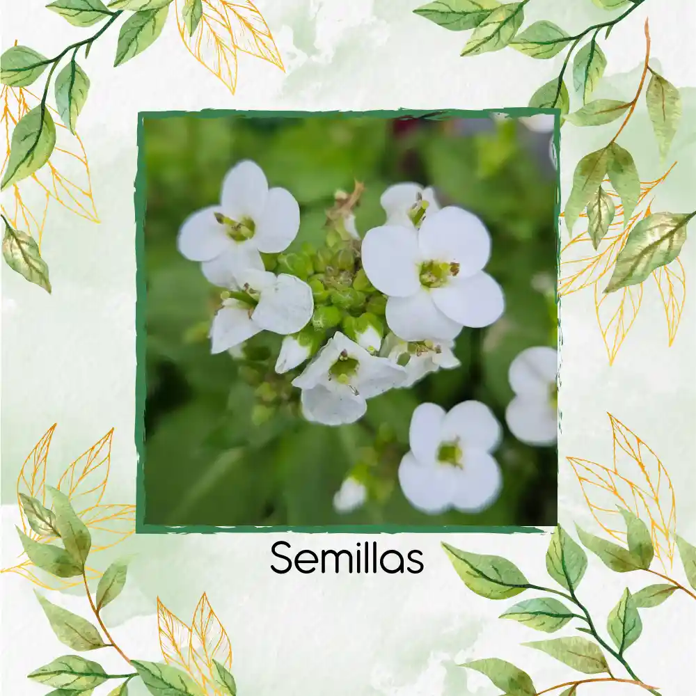 200 Semillas Orgánicas De Flor Arabis