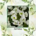 400 Semillas Orgánicas De Flor Arabis