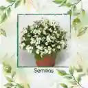 1.000 Semillas Orgánicas De Flor Arabis