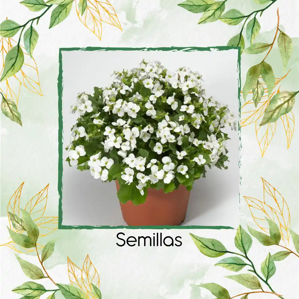 1.000 Semillas Orgánicas De Flor Arabis