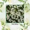 4.000 Semillas Orgánicas De Flor Arabis
