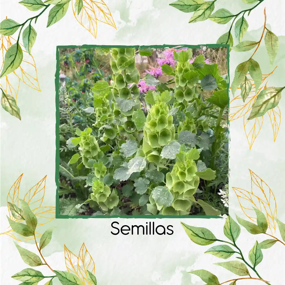 200 Semillas Orgánicas De Flor Campanas De Irlanda