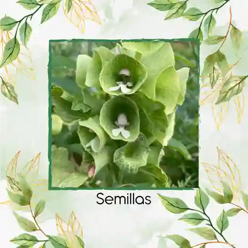 200 Semillas Orgánicas De Flor Campanas De Irlanda