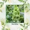 200 Semillas Orgánicas De Flor Campanas De Irlanda