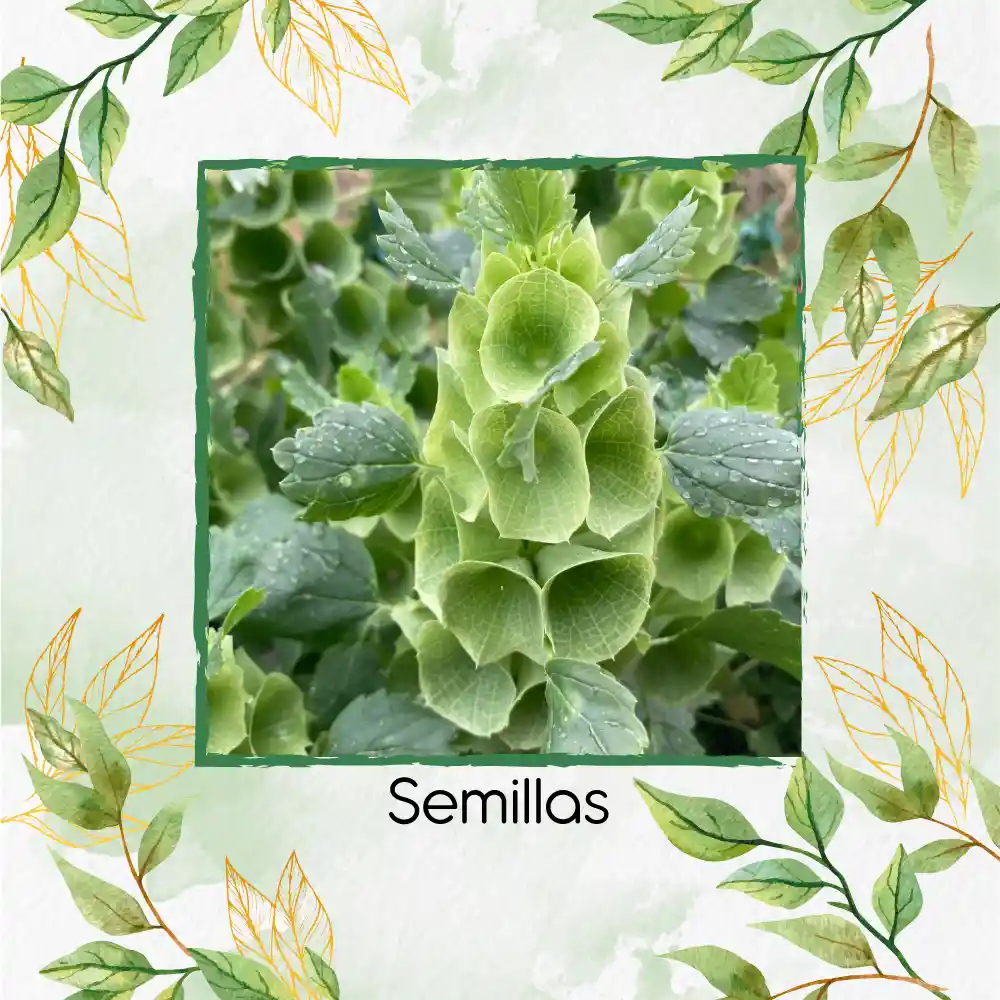 200 Semillas Orgánicas De Flor Campanas De Irlanda