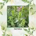 400 Semillas Orgánicas De Flor Campanas De Irlanda