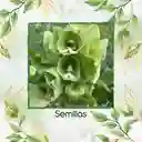 400 Semillas Orgánicas De Flor Campanas De Irlanda