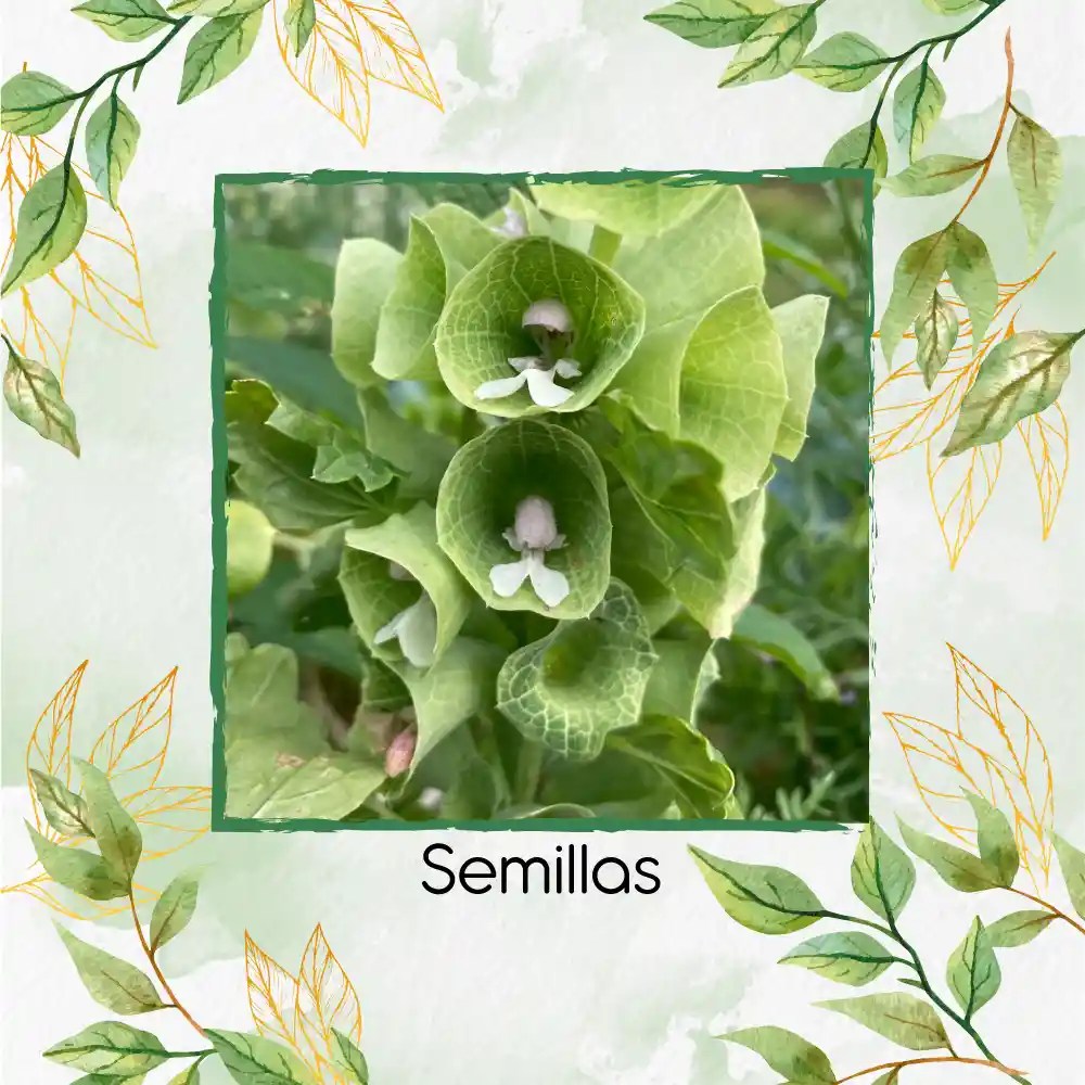 2.000 Semillas Orgánicas De Flor Campanas De Irlanda