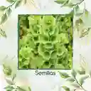 2.000 Semillas Orgánicas De Flor Campanas De Irlanda