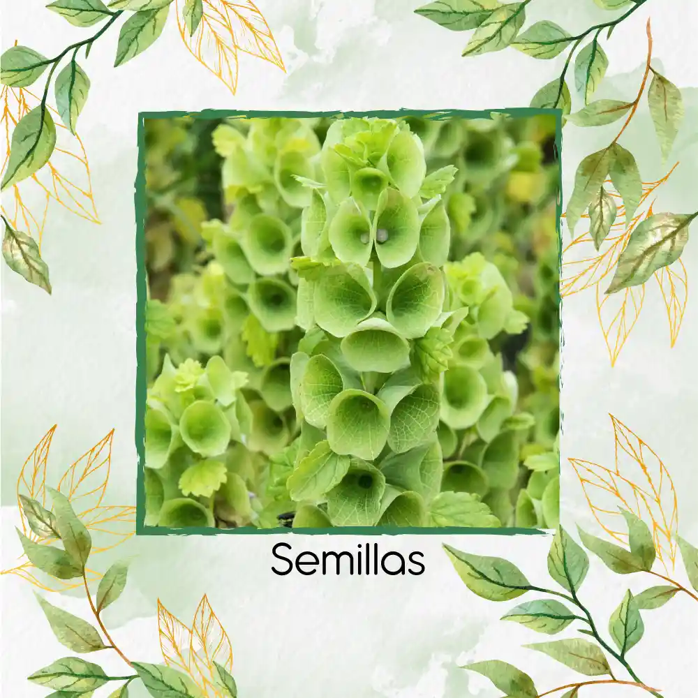 2.000 Semillas Orgánicas De Flor Campanas De Irlanda