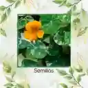 20 Semillas Orgánicas De Flor Capuchina De Alaska