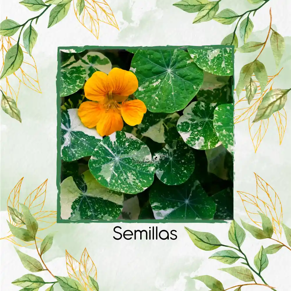 20 Semillas Orgánicas De Flor Capuchina De Alaska
