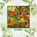 20 Semillas Orgánicas De Flor Capuchina De Alaska