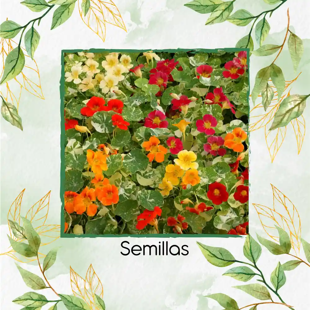 20 Semillas Orgánicas De Flor Capuchina De Alaska
