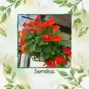 20 Semillas Orgánicas De Flor Capuchina De Alaska