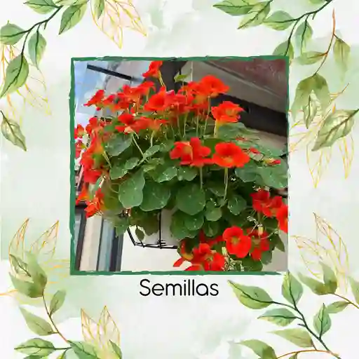20 Semillas Orgánicas De Flor Capuchina De Alaska