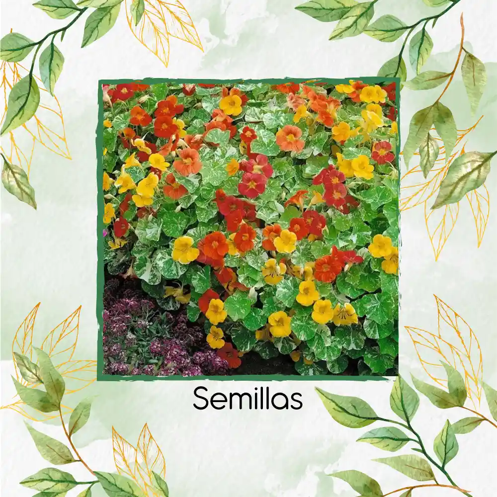 40 Semillas Orgánicas De Flor Capuchina De Alaska