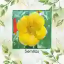 5 Semillas Orgánicas De Flor Capuchina Dorada