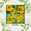 20 Semillas Orgánicas De Flor Capuchina Dorada