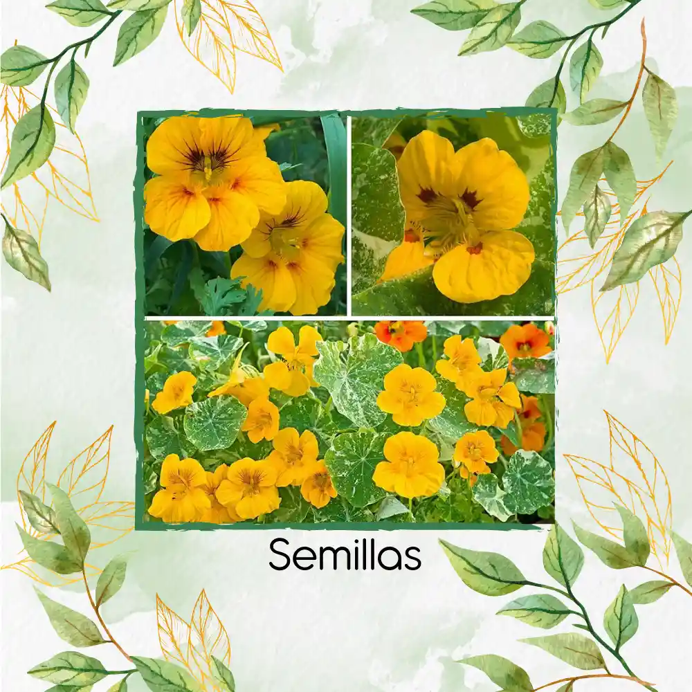 20 Semillas Orgánicas De Flor Capuchina Dorada