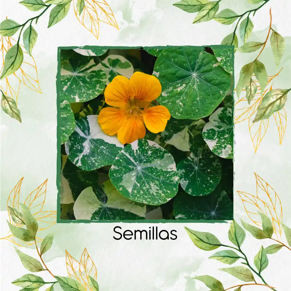 200 Semillas Orgánicas De Flor Capuchina Dorada