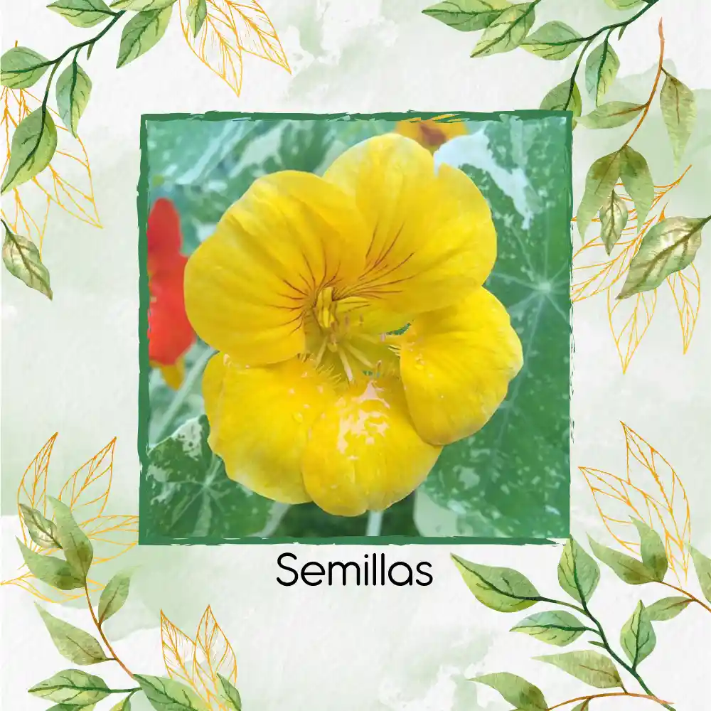 400 Semillas Orgánicas De Flor Capuchina Dorada