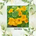 400 Semillas Orgánicas De Flor Capuchina Dorada