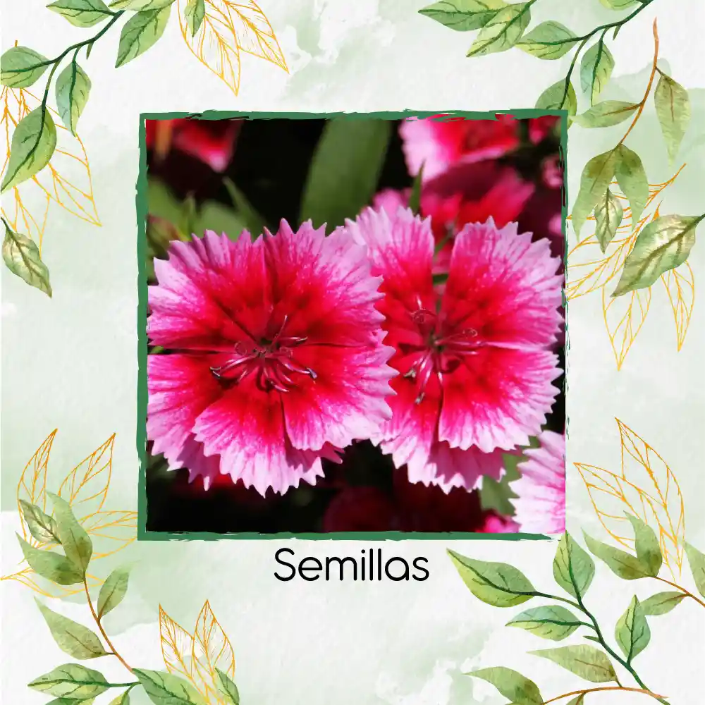 50 Semillas Orgánicas De Flor Clavel Chino Baby Doll