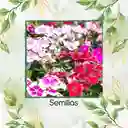 1.000 Semillas Orgánicas De Flor Clavel Chino Baby Doll