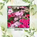 1.000 Semillas Orgánicas De Flor Clavel Chino Baby Doll