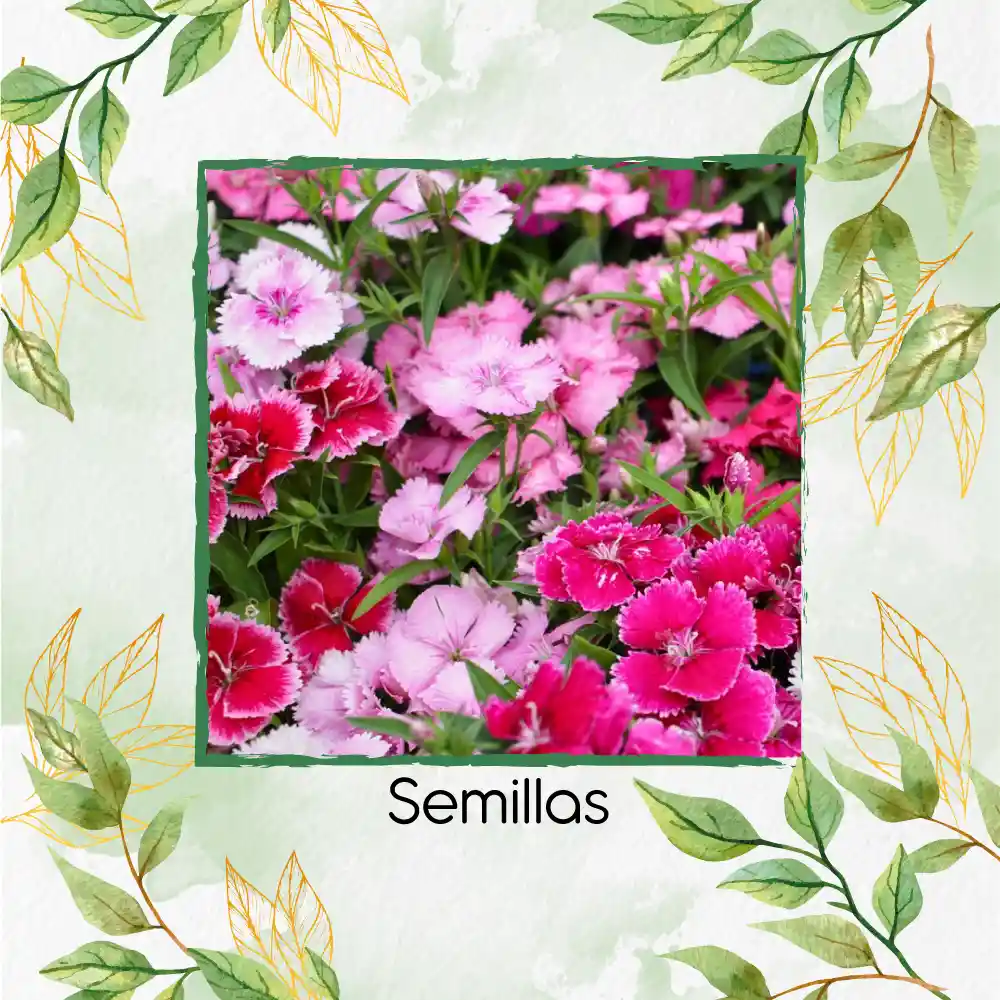 1.000 Semillas Orgánicas De Flor Clavel Chino Baby Doll