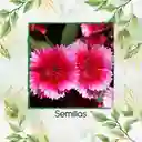 1.000 Semillas Orgánicas De Flor Clavel Chino Baby Doll