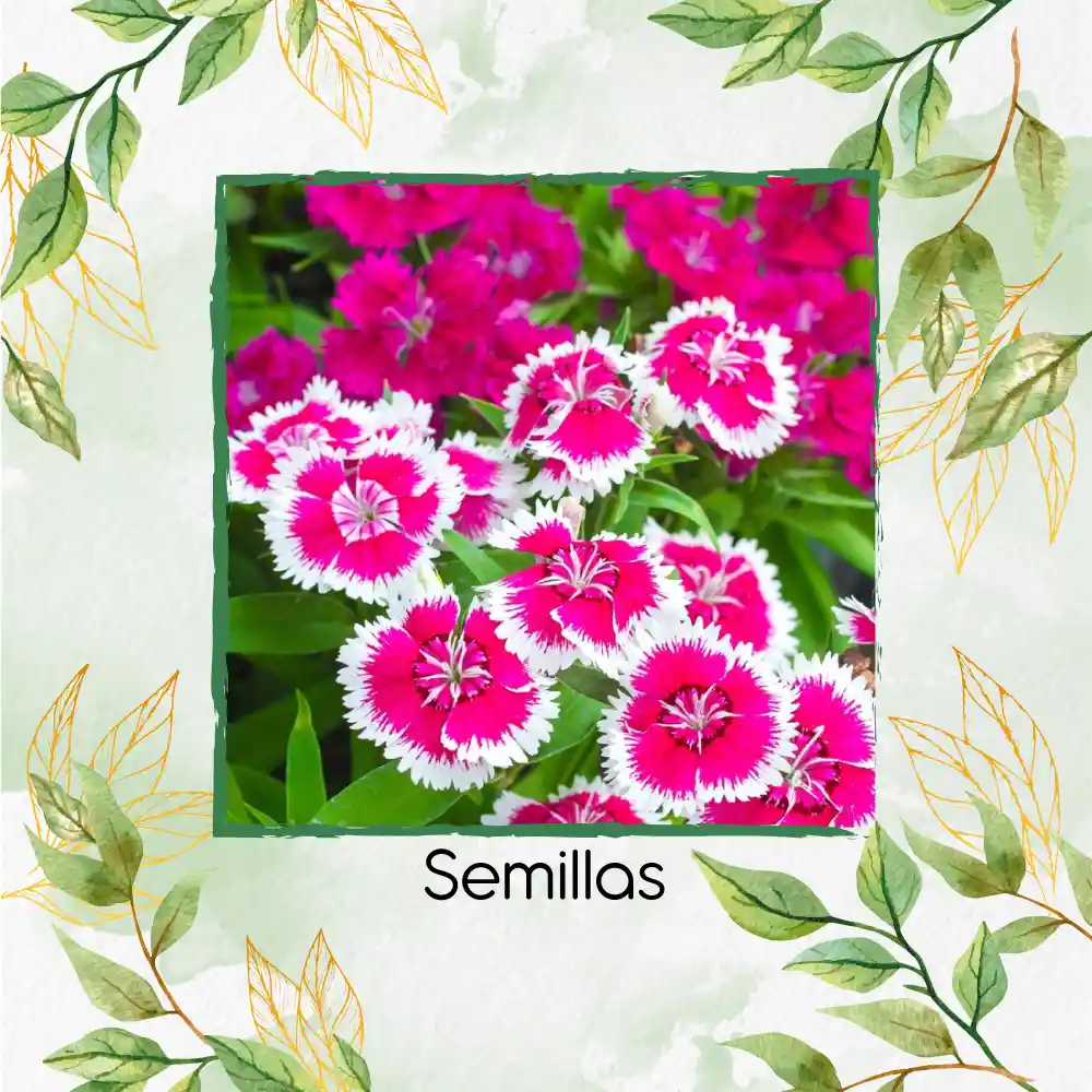 1.000 Semillas Orgánicas De Flor Clavel Chino Baby Doll