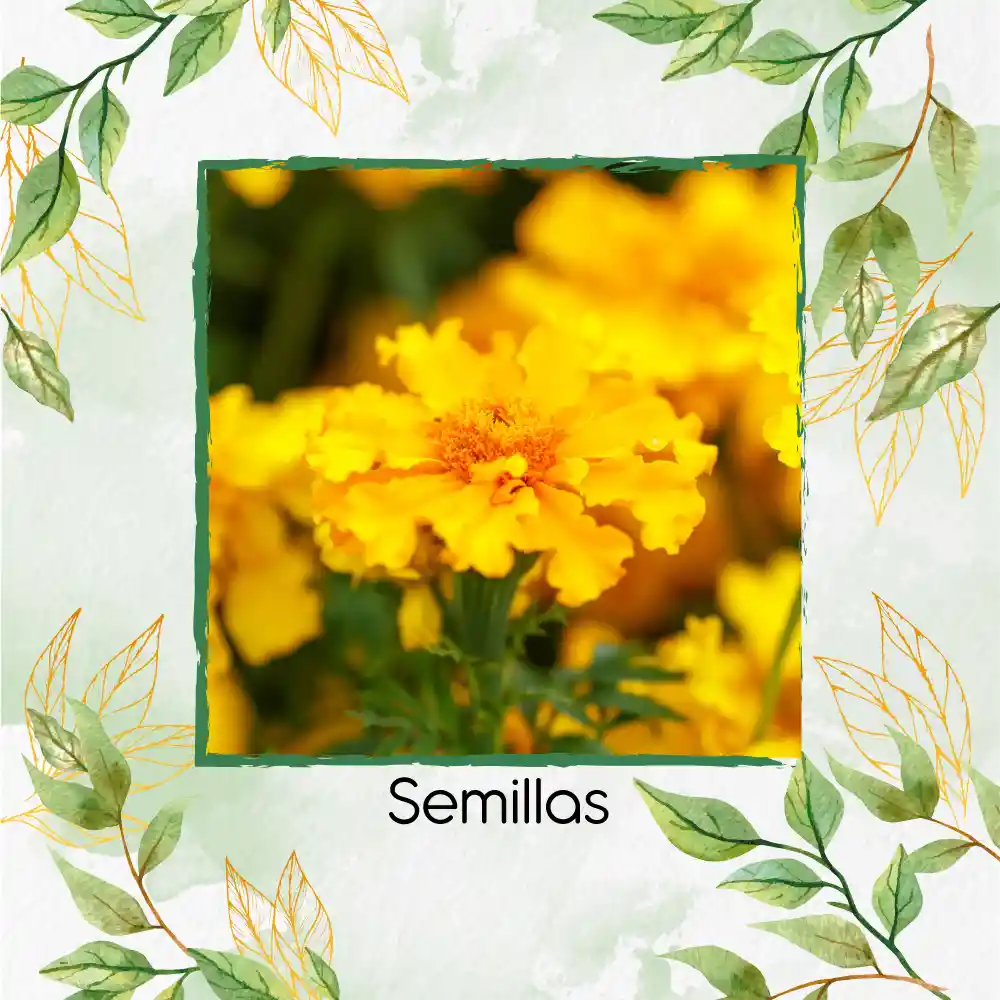 80 Semillas Orgánicas De Flor Clavel De Moro Doble Mix