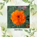 80 Semillas Orgánicas De Flor Clavel De Moro Doble Mix