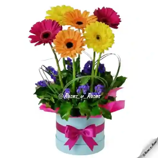 Serenata Fucsia(gergebras, Flores)