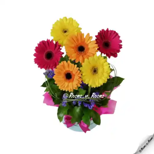 Serenata Fucsia(gergebras, Flores)