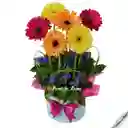 Serenata Fucsia(gergebras, Flores)