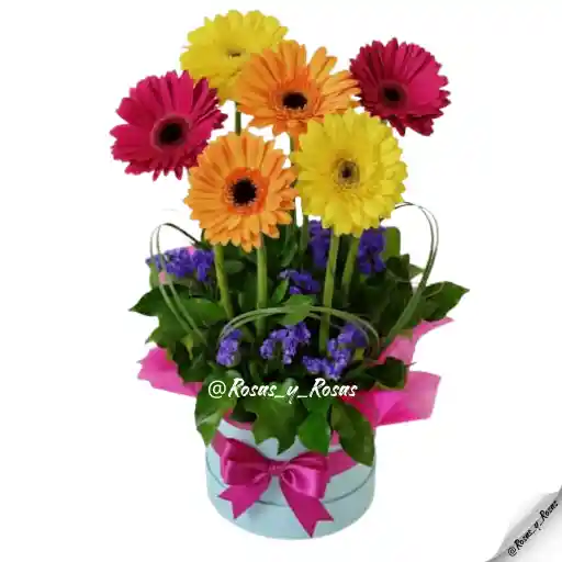 Serenata Fucsia(gergebras, Flores)