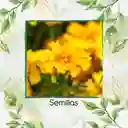 160 Semillas Orgánicas De Flor Clavel De Moro Doble Mix