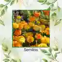 160 Semillas Orgánicas De Flor Clavel De Moro Doble Mix