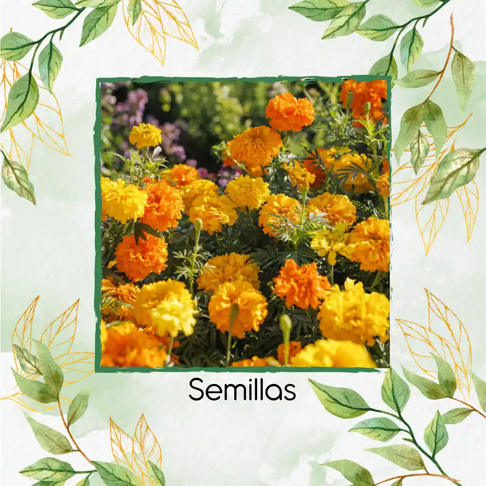 160 Semillas Orgánicas De Flor Clavel De Moro Doble Mix