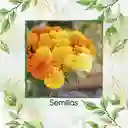 160 Semillas Orgánicas De Flor Clavel De Moro Doble Mix