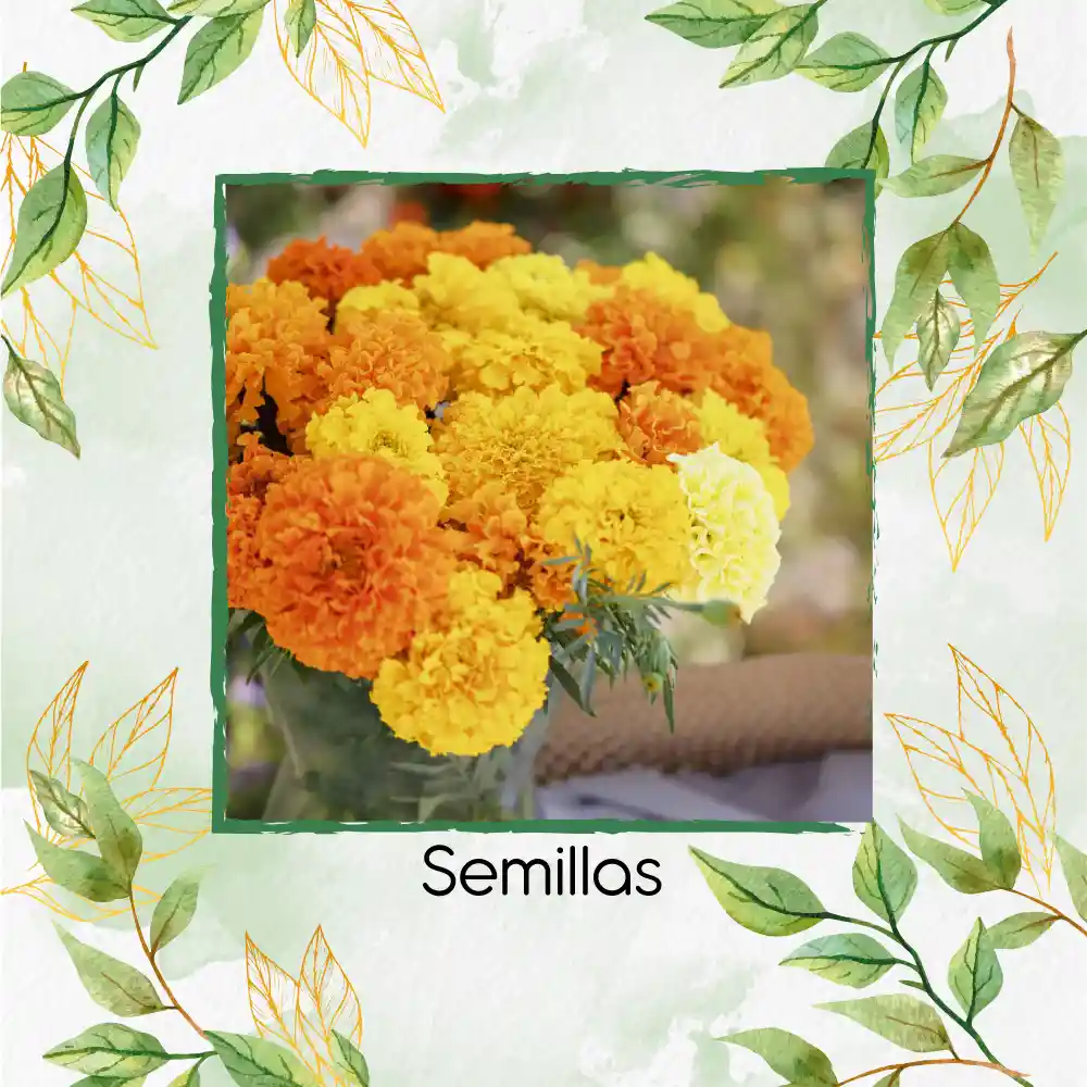 800 Semillas Orgánicas De Flor Clavel De Moro Doble Mix