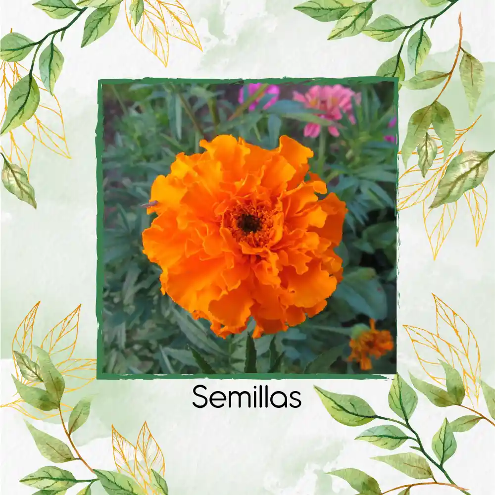 800 Semillas Orgánicas De Flor Clavel De Moro Doble Mix