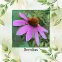 100 Semillas Orgánicas De Flor Equinácea Púrpura