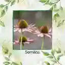 100 Semillas Orgánicas De Flor Equinácea Púrpura