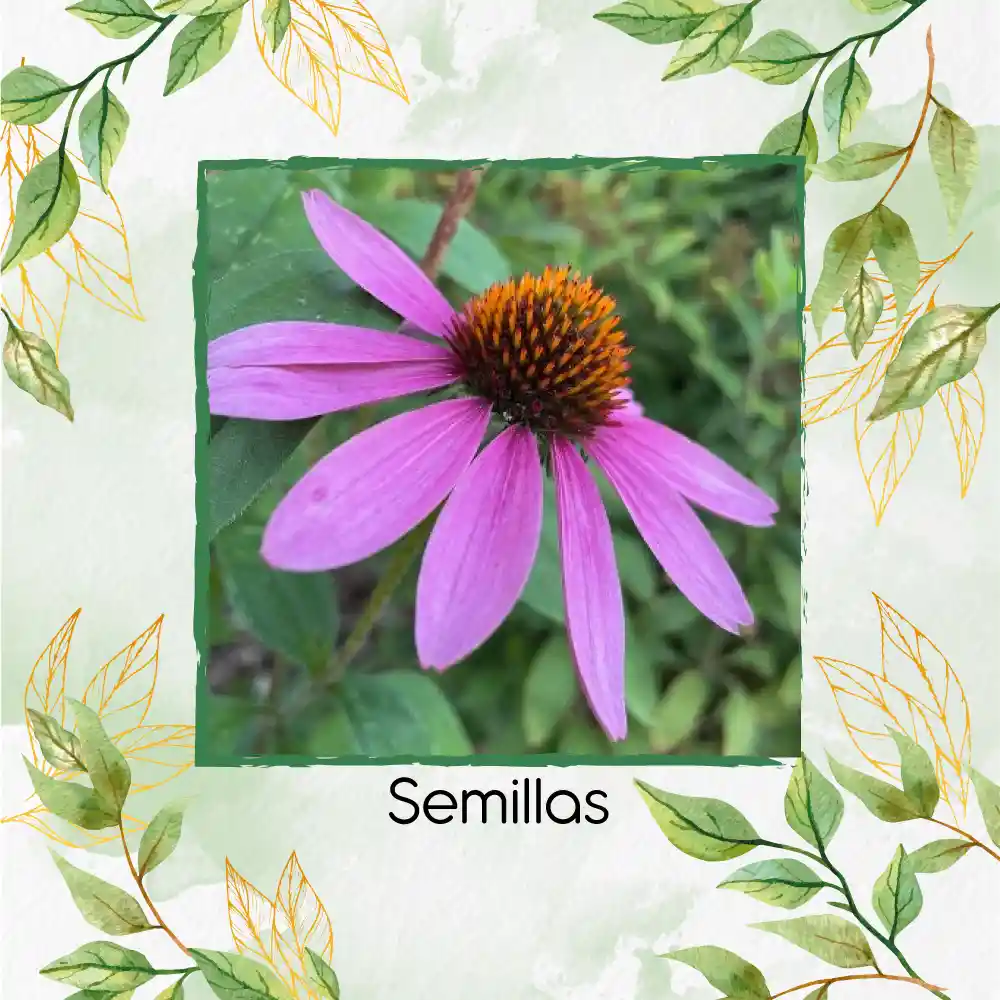 4.000 Semillas Orgánicas De Flor Equinácea Púrpura