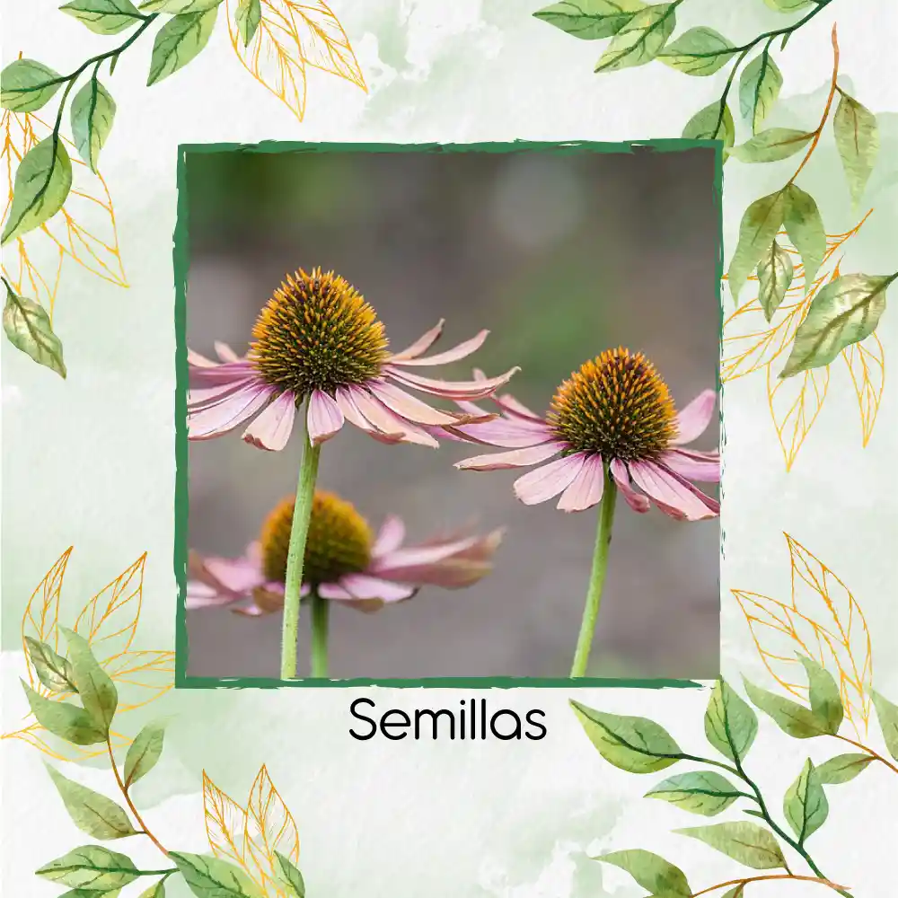 4.000 Semillas Orgánicas De Flor Equinácea Púrpura